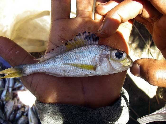 Xenotilapia burtoni 'Burton Bay'